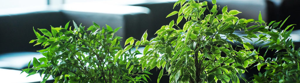 boost your business' productivity with green spaces